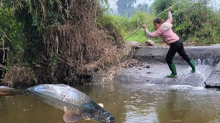 discovered a wild puddle with many unbelievably giant fish. Caught many giant fish