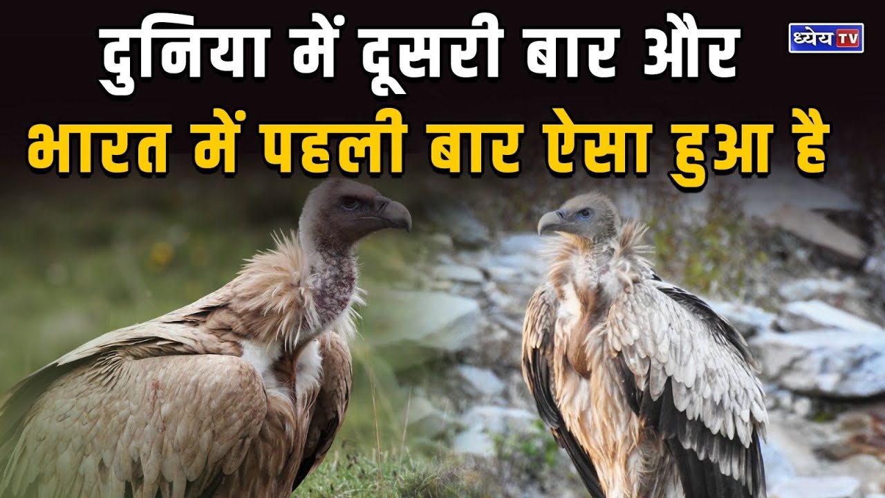 Captive Vultures Breed For The First Time In India || Dhyeya IAS - YouTube