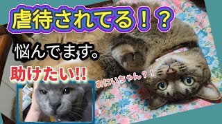 虐待されてるかもしれない猫君を助けたい！！幸せになる方法を教えてください。