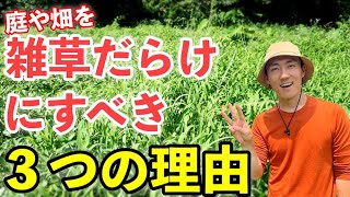 堂々と庭や畑を雑草だらけにするべき３つの理由【雑草対策？】