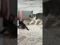 動けない子猫を救出するパパ猫の動きが猫離れしてたw