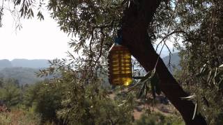 Olive oil direct from Keci Evi's olive groves