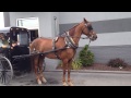 Amish Buggy at McDonald's Drive Thru