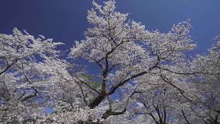 ４K Cherry Blossoms in Koganei Park  小金井公園の桜