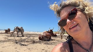 The gate to happiness, is your mind! Look what I found on a beach? 🐮 COWS!  TRAVEL VLOG  📸🚙🤳🐄