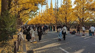 【高画質FHDライブカメラ】紅葉🍁外苑前いちょう並木　Gaienmae Ginkgo Trees 【live camera】