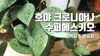 호야 크로니아나 수퍼에스키모 | 언박싱&분갈이 | Hoya krohniana Super Eskimo  | 호야 마틸다, 로툰디플로라, 커티시, 웨이티 바리에가타, 리네아리스