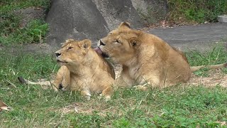 ライオン　トムくん　サナちゃん　なかよしカップルです　【浜松市動物園】Lion Tom-kun Sana-chan Hamamatsu Zoo