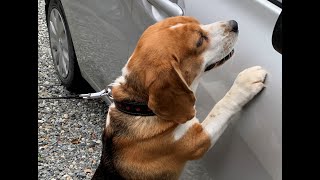 【車犬】大好きな車/くるまを全力ダッシュで追いかけるビーグル犬・・・Healing/dog　癒し/犬　ビーグル/BEAGLE　セラピー犬