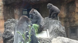 モモコが持ってきた草をこっそり横取りするハオコ　【上野動物園】 ゴリラ🦍　 2024年12月25日