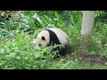 20210321 圓仔爬妹昨天爬過的茄苳樹巡查 the giant panda yuan zai