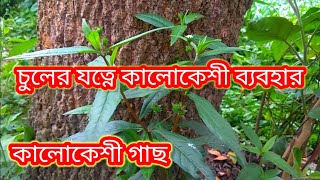 চুলের যত্নে কালোকেশী ব্যবহার I কেশরাজ বা কালোকেশী'র গুণাগুণ এবং উপকারিতা I keshraj paatar upkarita