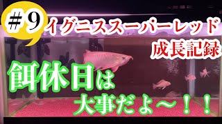 紅龍　スーパーレッド　アロワナの餌休日を設けていますか？？