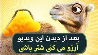 شتر  واقعا اشرف مخلوقاته 😂😂 اپشن های که شتر داره بنز نداره !! 🤣