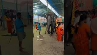 தெய்வானை பத்து நாட்களுக்கு மேலாக...#tiruchendurmurugan #youtubesstory #youtubeshort