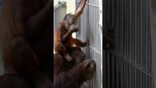 It's lunchtime for the funny little orangutan baby.#shorts#funnyvideos#orangutans#funnyanimals#zoo