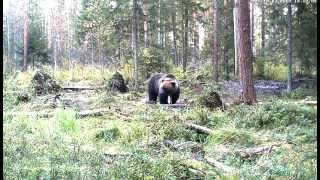 Large male brown bear arrives at the feeding ground. Alutaguse, Estonia 2012