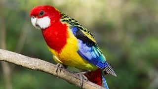 Eastern Rosella .. A colorful visitor in my garden !