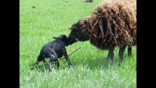 Pas geboren lam (Parsifal)   Ouessant schapen