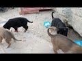 adorable puppies rescued from the desert watch their heartwarming journey abandoned puppies rescue