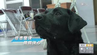 搜救神犬 全民偶像