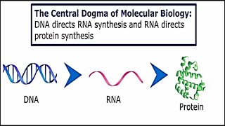 Micro Lesson 9: DNA Structure, Function and Replication, RNA Trascription and  Protein Translation