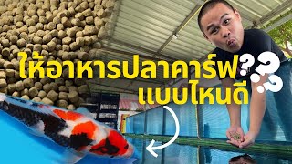 อาหารปลาคาร์ฟเม็ดจมที่ฮิตที่สุดในตอนนี้! | บ่อมหัศจรรย์ EP.8