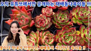 오직 유튜브에서만 공개하는 재배동영상 !! 가을 맞아 어여뻐진 아이들을 한가득 데려왔다 !! 꽃이다 막내와 함께하는 예쁜아이들 소개영상 !! 다들 어서 힐링하러 오세요 ~!!