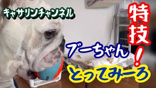 @Boo-chan  やる気スイッチ入りました👌#ブルドック #犬 #鼻ぺちゃ