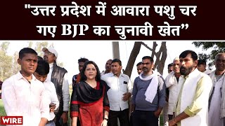 'Stray Cattle Are Making a Meal of the BJP's Election Prospects' | Arfa Khanum in Lakhimpur