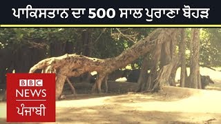 Cutting this 500-year-old tree in Pakistan can mean 'bad omen' | BBC NEWS PUNJABI