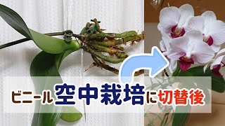 胡蝶蘭の花が終わったステムを利用してビニール空中栽培～可愛いお花