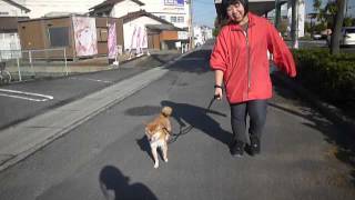 リーマのペットホテルに来てくれた柴犬のクロちゃん❤