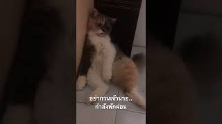 เจ้านายกำลังพักผ่อน...ทาสอย่ากวน🤣 #แมว #cats