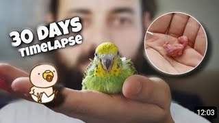 Budgies Baby Growth Stages Day 1 to Day 30| 30day timelapse