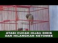 Atasi Dan Sembuhkan Didis Berketombe Pada Cucak Hijau