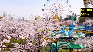 4K HDR/60fps【桜満開/神戸市立王子動物園/2023】3/31(金)