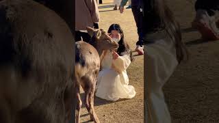 鹿に愛情たっぷりの外国人観光客🫎奈良公園 Nara Park deer 🦌 japan🇯🇵