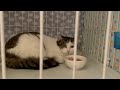 生後1〜2歳の半長毛のキジ白猫さんを保護し預かり宅へ【we rescued cat 】