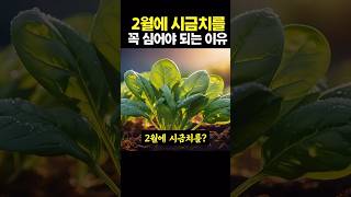 2월에 시금치를 꼭 심어야 되는 이유