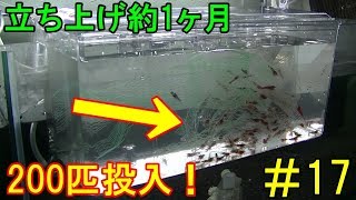 【#17】ブラックシャドーとレッドシャドーシュリンプを100匹ずつ水槽に追加！水槽立ち上げ約１ヶ月【カボチャのビーシュリンプ日記】