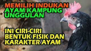 Pilih Calon pasangan Indukan Ayam Kampung Unggulan untuk generasi ayam joss