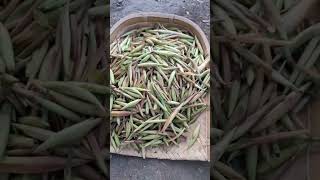 Jharkhand ka Phutkal  saag