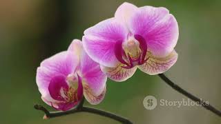 Mastering Orchid Care: Growing Orchids with Water | Complete Guide