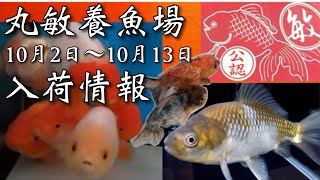 丸敏養魚場【弥富の金魚屋】2022年10月2日〜10月13日の入荷情報