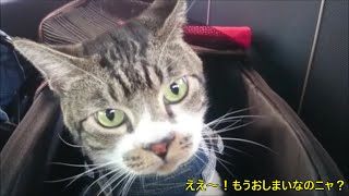 カニカマ大好き☆つまみぐいする猫リキちゃん　おやつタイム　食べ放題できるのかと思いきや・・・【リキちゃんねる　猫動画】Cat videos キジトラ猫との暮らし