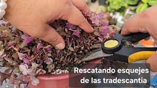 Iniciando con la limpieza de las plantas Quemadas por el frío. #primeraparte