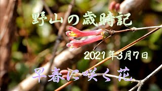 野山の歳時記　早春に咲く花　2021年3月7日