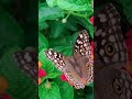 Learn butterfly facts for kids!