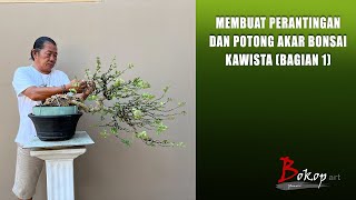 MEMBUAT PERANTINGAN DAN POTONG AKAR BONSAI KAWISTA (bagian 1)